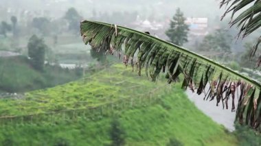 Merbabu dağının yamaçlarında sisli bir tarımsal alanda hafif yağmur var.