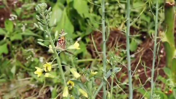 Fjärilar Svingar Blomknoppar Kål Växt Gård Bergen Landsbygd Natur — Stockvideo