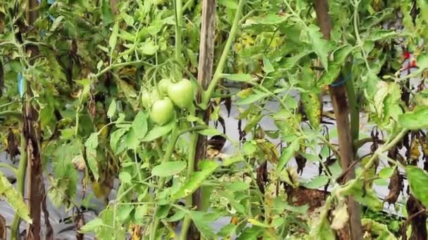 メルバブ山の斜面の農村部の農民はまだトマトを育てるために伝統的な農業システムを使用しています — ストック動画