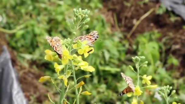 Farfalle Oscillano Sui Boccioli Fiori Una Pianta Cavolo Una Fattoria — Video Stock