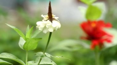 Beyaz bir zinnia çiçeğine tünemiş kahverengi bir kelebek, zinnia çiçeği nektarı emiyor, bulanık yeşil yapraklar arka planda