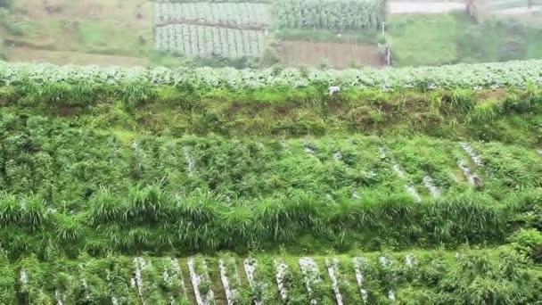 Pioggia Gocciolante Bagna Terreno Agricolo Che Più Piantato Con Verdure — Video Stock