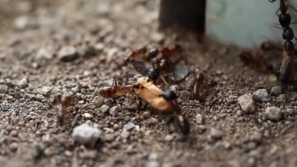 Grupa Mrówek Pracuje Razem Aby Przenieść Swoje Jaja Ponieważ One — Wideo stockowe