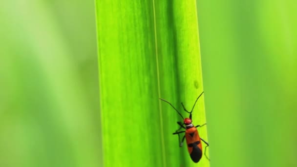 Parazitismul Specie Numită Corizus Hyoscyami Cocoțat Lamă Frunze Iris Galben — Videoclip de stoc