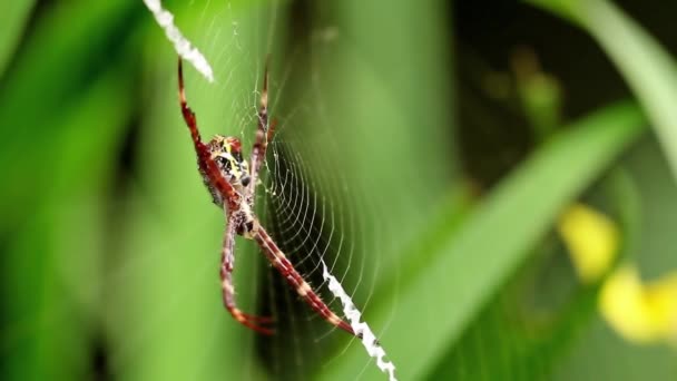 Eine Spinne Mit Ihrem Netz Auf Einer Gelben Irispflanze Frisst — Stockvideo