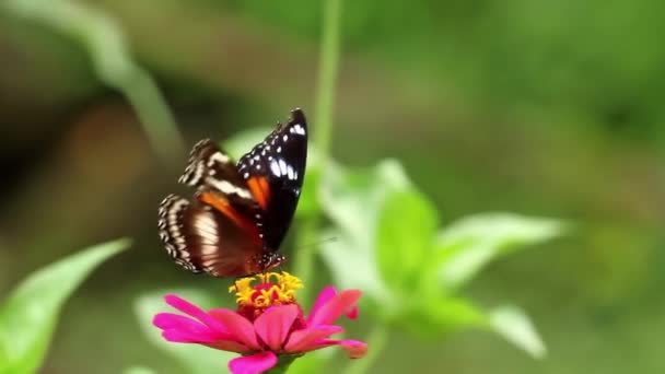 一只褐色和黑色的蝴蝶栖息在一朵粉红色的紫丁香花上 吸吮着紫丁香花蜜 模糊了绿叶的背景 — 图库视频影像