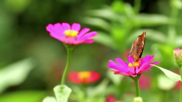 一只褐色和黑色的蝴蝶栖息在一朵粉红色的紫丁香花上 吸吮着紫丁香花蜜 模糊了绿叶的背景 — 图库视频影像