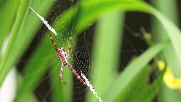 Păianjen Pânza Plantă Iris Galben Își Mănâncă Prada Prinsă Fundalul — Videoclip de stoc
