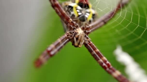 Pavouk Pavučinou Žluté Duhovce Svou Kořist Rozmazané Zelené Listí Pozadí — Stock video