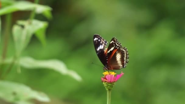 Papillon Brun Noir Perché Sur Une Fleur Zinnia Rose Suceur — Video