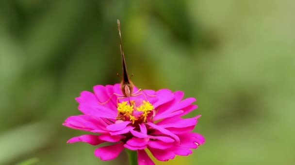 Ein Brauner Schmetterling Hockt Auf Einer Rosa Zinnia Blume Saugt — Stockvideo
