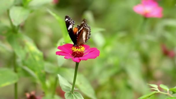 Een Bruine Zwarte Vlinder Neergestreken Een Roze Zinnia Bloem Zuigen — Stockvideo