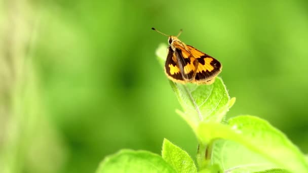 Żółty Motyl Spoczywający Szczycie Zielonego Liścia Tło Zielonych Liści Jest — Wideo stockowe