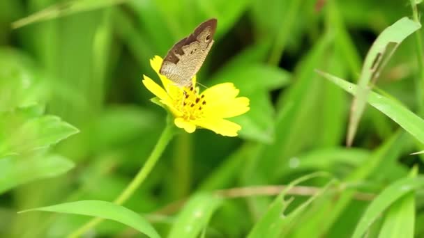 Brązowy Motyl Siedzący Żółtym Pełzającym Kwiatku Jaskry Ssący Nektar Kwiatu — Wideo stockowe