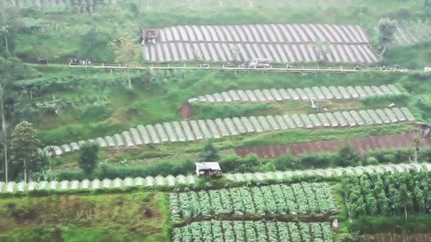 Motterende Regen Plast Landbouwgrond Die Meestal Beplant Met Groenten Hellingen — Stockvideo