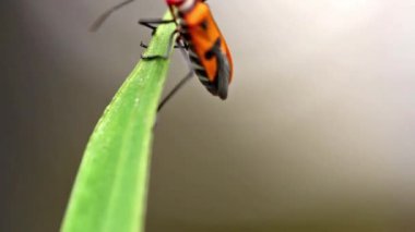 Corizus hyoscyami adında bir tür ile parazitlik sarı bir iris yaprağına tünemiş, rüzgarda sallanıyor, doğa sahnesi