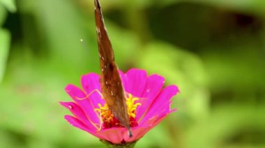 Kahverengi bir kelebek pembe bir zinnia çiçeğine tünemiş, zinnia çiçeği nektarı emiyor, bulanık yeşil yapraklar arka planda