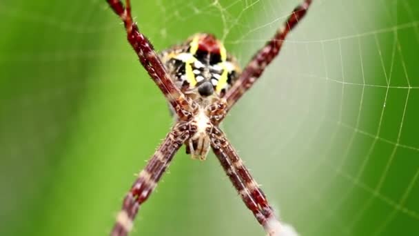 Uma Aranha Com Sua Teia Uma Planta Íris Amarela Está — Vídeo de Stock