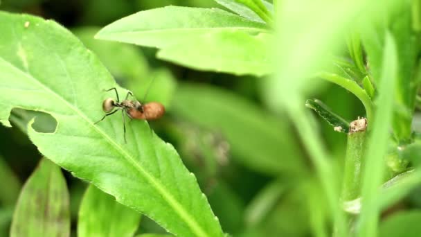 Mrówka Niesie Jajka Przez Zielony Liść Unikając Drapieżników — Wideo stockowe