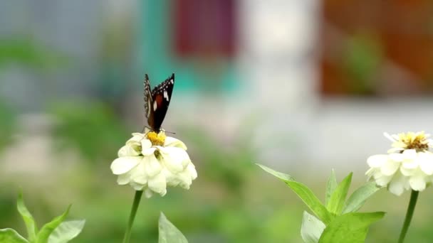 Kahverengi Siyah Bir Kelebek Pembe Bir Zinnia Çiçeğine Tünemiş Zinnia — Stok video