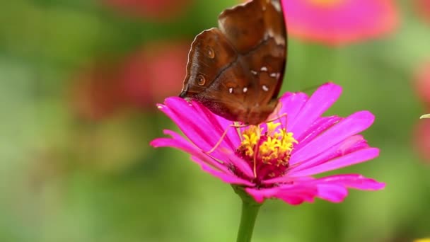 Una Mariposa Marrón Encaramada Una Flor Zinnia Rosa Chupando Néctar — Vídeos de Stock