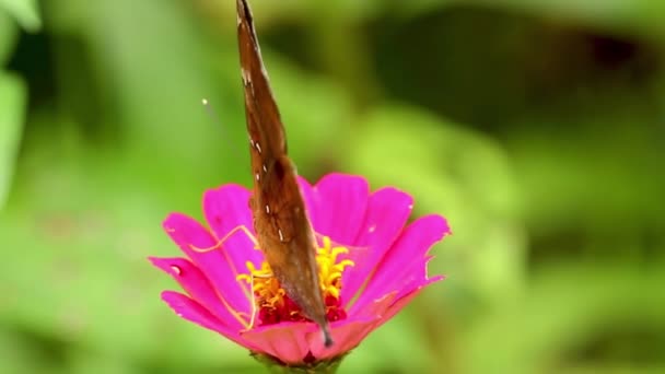 Una Mariposa Marrón Encaramada Una Flor Zinnia Rosa Chupando Néctar — Vídeos de Stock