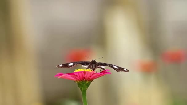 Una Farfalla Marrone Nero Appollaiato Fiore Zinnia Rosa Succhiare Zinnia — Video Stock