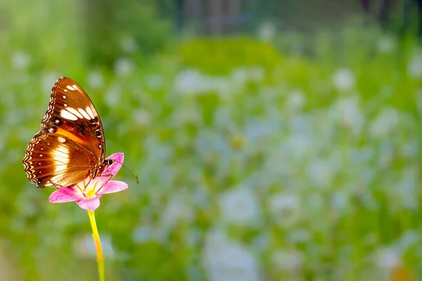 Una Farfalla Marrone Vola Sopra Fiore Giglio Pioggia Sfondo Verde — Foto Stock