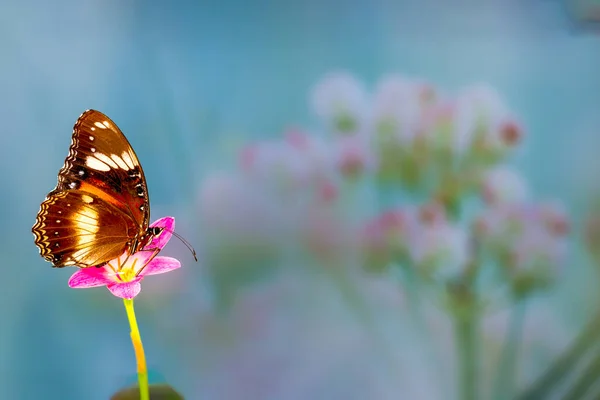 Brązowy Motyl Lata Nad Deszczowym Kwiatem Lilii Zielonym Tłem Rośliny — Zdjęcie stockowe