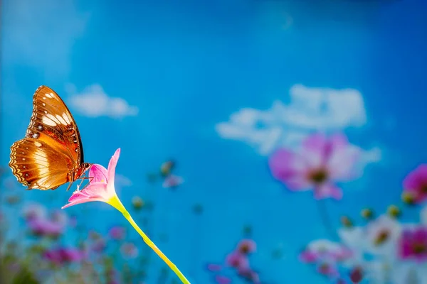 Una Farfalla Marrone Vola Sopra Fiore Giglio Pioggia Sfondo Verde — Foto Stock