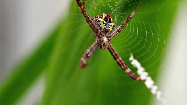 Μια Αράχνη Τον Ιστό Της Ένα Κίτρινο Φυτό Ίριδας Τρώει — Αρχείο Βίντεο
