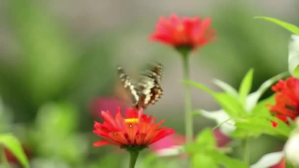 Una Mariposa Marrón Negra Encaramada Una Flor Zinnia Rosa Chupando — Vídeos de Stock
