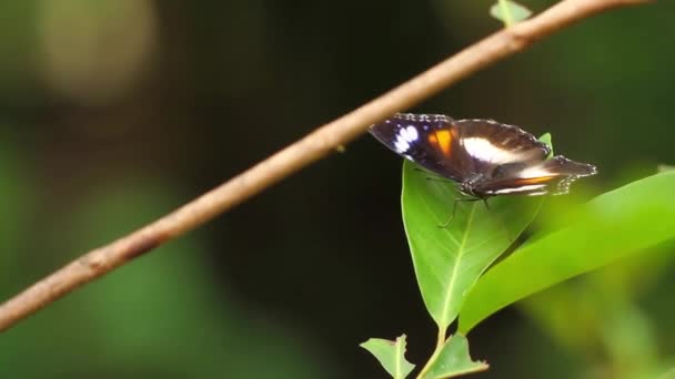 Ein Brauner Und Schwarzer Schmetterling Thront Auf Einem Syzgium Blätter — Stockvideo