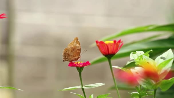 Brązowy Motyl Siedzący Różowym Kwiatku Cynku Ssący Nektar Kwiatu Cynnii — Wideo stockowe