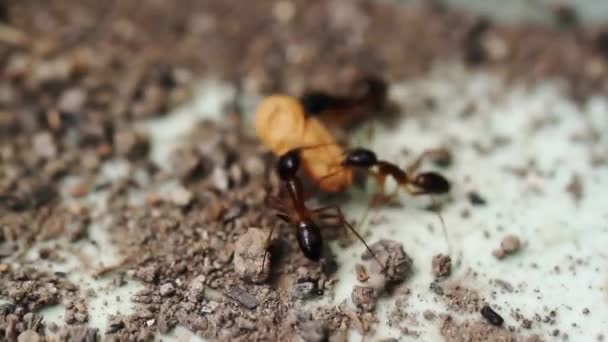 Bir Grup Karınca Sıkıştı Yumurtalarını Taşımak Için Birlikte Çalışmakta Güçlük — Stok video
