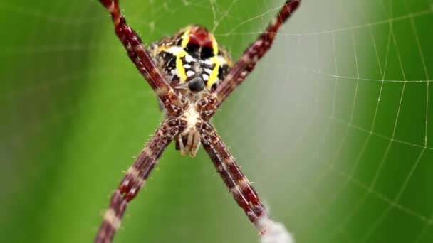 Une Araignée Avec Toile Sur Une Plante Iris Jaune Mange — Video