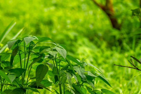 Ένα Μάτσο Φύλλα Χόρτου Σχήμα Λεπίδων Αγάπης Πράσινο Χρώμα Θολή — Φωτογραφία Αρχείου