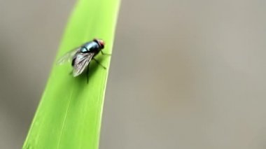 Vücudu simsiyah, hafif parlak, ince şeffaf kanatları, bulanık yeşil yaprakları, doğa konsepti olan bir sinek.