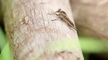 Kahverengi bir hırsız, beyaz kahverengi bir kütüğe tünemiş, av arıyor, doğa temalı.