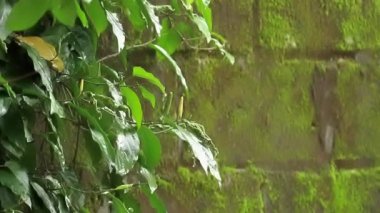 Bir grup Java biber bitkisi ya da yeşil meyveli kavalcı retrofraktum yağmurla ıslanmış, doğa temalı.