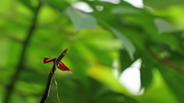 Eine Libelle Deren Körper Rotbraun Ist Hat Dünne Transparente Flügel — Stockvideo