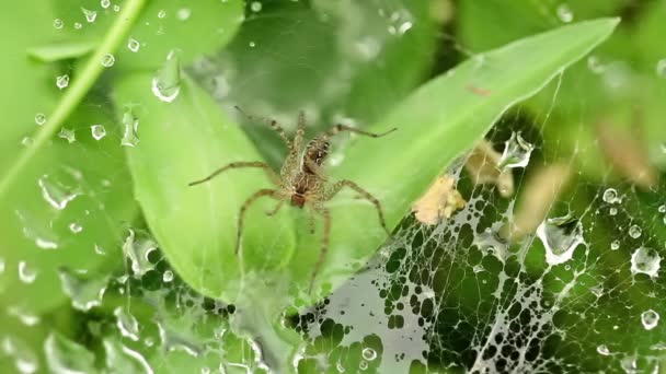 Uma Aranha Está Esperando Por Sua Presa Está Presa Sua — Vídeo de Stock