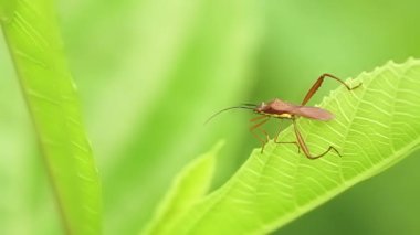 Kahverengi çekirge, uzun sakallı ve diğerlerinden daha büyük arka ayakları olan, yeşil yaprakların ucuna tünemiş, doğa temalı bir çekirge.