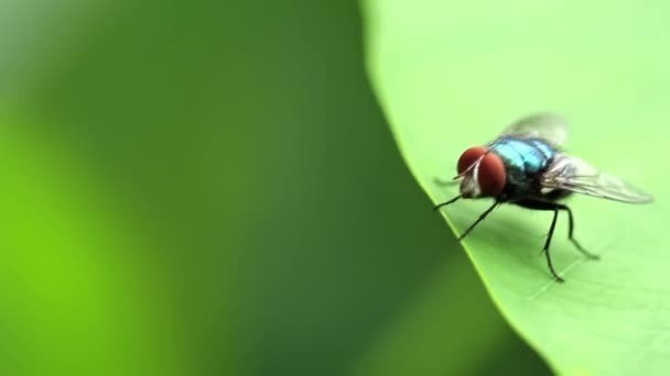 윤기가 녹색을 파리는 날개를 가지고 배경으로 있으며 자연의 개념이다 — 비디오