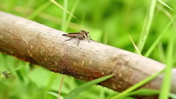 Brązowy Rabuś Siedzący Białawej Brązowej Kłody Polujący Zdobycz Motyw Natury — Wideo stockowe