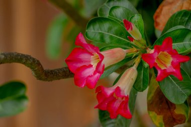 Çiçek açan bir adenyum filizi kırmızıdır, yaprakların rengi yeşildir, ahşabın arka planı kahverengidir, doğa kavramı ise kahverengidir.