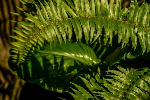 Folhas Planta Samambaia São Verdes Que Têm Uma Forma Alongada — Fotografia de Stock