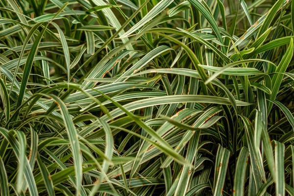 Limbe Des Feuilles Des Cyperaceae Est Une Combinaison Blanc Vert — Photo