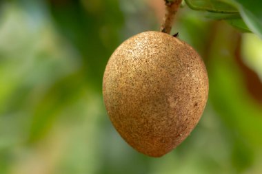 Ağaçtan sarkan kahverengi sapodilla meyvesi, yeşil yaprakların arka planı bulanık