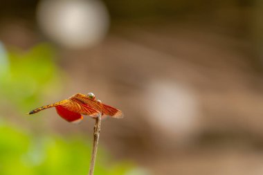 Kırmızı gövdeli ve kanatlı yusufçuk kuru kahverengi bir dalın ucuna tünemiş, yaprakların ve ağaçların bulanık arka planına karşı, vahşi yaşam teması